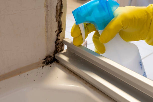 Best Attic Mold Removal  in Forest Lake, IL