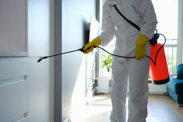 Best Local Mold Removal Service  in Forest Lake, IL