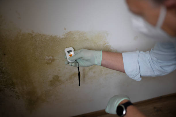 Best Residential Mold Removal  in Forest Lake, IL