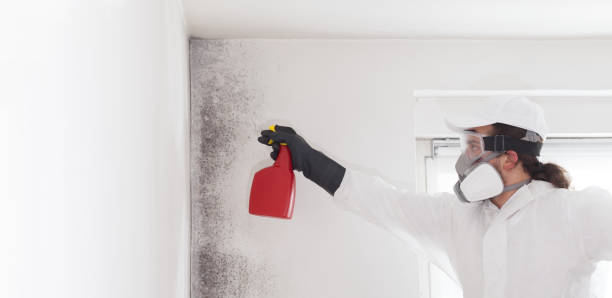 Best Home Mold Removal  in Forest Lake, IL