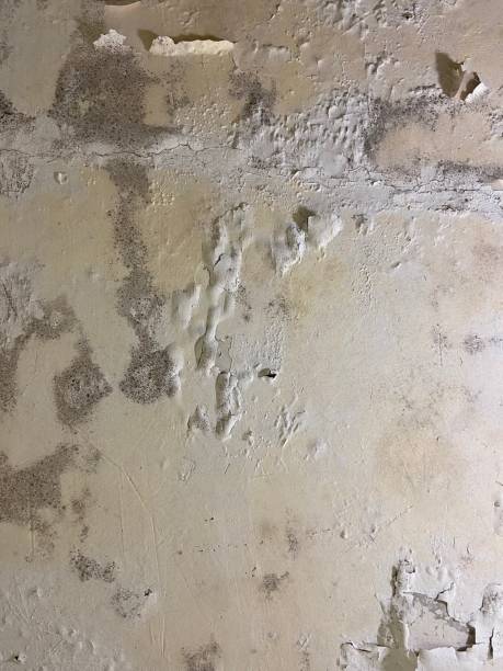 Best Crawl Space Mold Removal  in Forest Lake, IL