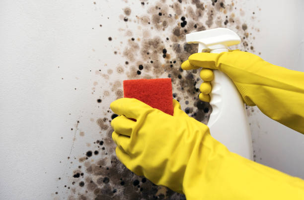 Trusted Forest Lake, IL Mold Removal Experts