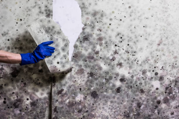 Best Mold Removal Company Near Me  in Forest Lake, IL