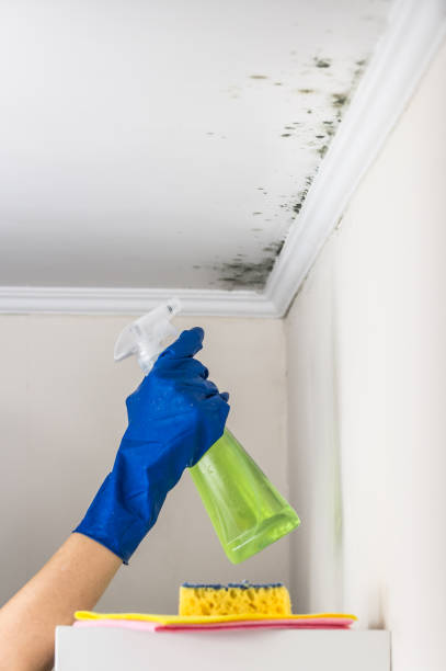 Best Office Mold Removal Services  in Forest Lake, IL